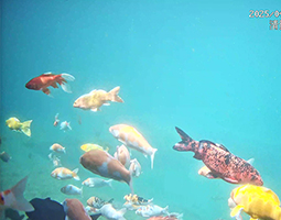 開寧水下慢直播：讓濟(jì)南明水古城錦鯉，在4K光影中“躍”入千萬人視野