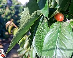 百果園4K慢直播解鎖智利車(chē)?yán)遄? /></a></div>
                        <dl class=