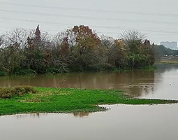 佛山使用開(kāi)寧慢直播球機(jī)實(shí)時(shí)慢直播云東海濕地公園